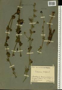 Cichorium intybus L., Eastern Europe, Moscow region (E4a) (Russia)