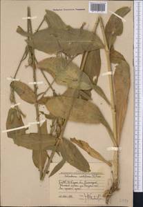 Silene noctiflora L., Middle Asia, Western Tian Shan & Karatau (M3) (Uzbekistan)