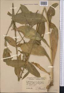 Silene noctiflora L., Middle Asia, Western Tian Shan & Karatau (M3) (Uzbekistan)
