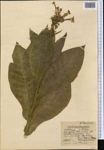 Nicotiana tabacum L., Middle Asia, Western Tian Shan & Karatau (M3) (Kyrgyzstan)