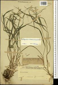 Brachypodium sylvaticum (Huds.) P.Beauv., Caucasus, Azerbaijan (K6) (Azerbaijan)