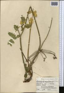 Semenovia dasycarpa (Regel & Schmalh.) Korovin ex Pimenov & V. N. Tikhom., Middle Asia, Western Tian Shan & Karatau (M3) (Kyrgyzstan)