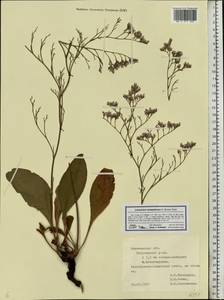 Limonium sareptanum (A.K.Becker) Gams, Eastern Europe, Central forest-and-steppe region (E6) (Russia)