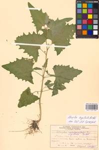 Atriplex sagittata Borkh., Eastern Europe, Moscow region (E4a) (Russia)