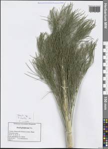 Seseli globiferum Vis., Western Europe (EUR) (Croatia)