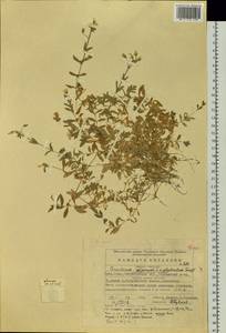 Cerastium alpinum L., Eastern Europe, Eastern region (E10) (Russia)