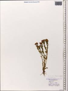 Centaurium pulchellum subsp. pulchellum, Caucasus, Black Sea Shore (from Novorossiysk to Adler) (K3) (Russia)