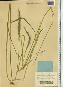 Campeiostachys dahurica (Turcz. ex Griseb.) B.R.Baum, J.L.Yang & C.Yen, Siberia, Altai & Sayany Mountains (S2) (Russia)