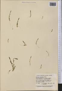 Gentiana prostrata Haenke, America (AMER) (Canada)