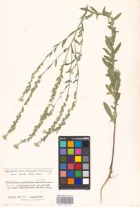 Berteroa incana (L.) DC., Eastern Europe, Moscow region (E4a) (Russia)