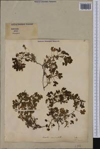 Oxalis corniculata L., Western Europe (EUR) (Italy)