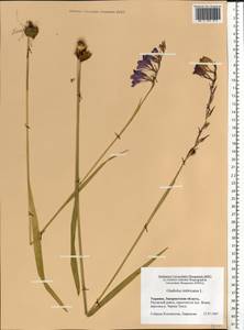Gladiolus imbricatus L., Eastern Europe, West Ukrainian region (E13) (Ukraine)