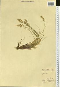 Anthoxanthum monticola (Bigelow) Veldkamp, Siberia, Chukotka & Kamchatka (S7) (Russia)