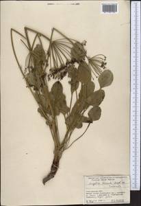 Angelica ternata Regel & Schmalh., Middle Asia, Pamir & Pamiro-Alai (M2) (Kyrgyzstan)