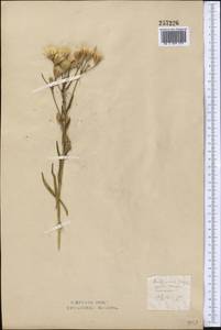 Jurinea multiflora (L.) B. Fedtsch., Middle Asia, Northern & Central Kazakhstan (M10) (Kazakhstan)