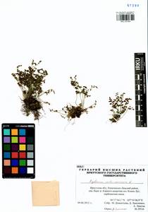 Asplenium ruta-muraria L., Siberia, Baikal & Transbaikal region (S4) (Russia)