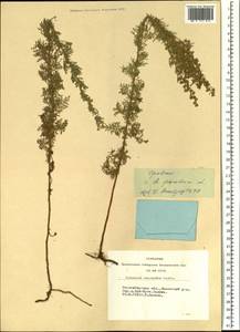 Artemisia macrantha Ledeb., Siberia, Western Siberia (S1) (Russia)
