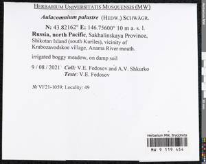 Aulacomnium palustre (Hedw.) Schwägr., Bryophytes, Bryophytes - Russian Far East (excl. Chukotka & Kamchatka) (B20) (Russia)