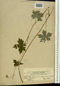 Geranium wlassovianum Fisch. ex Link, Siberia, Russian Far East (S6) (Russia)