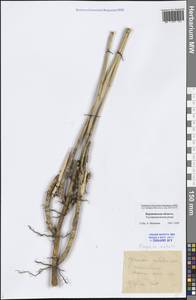 Phragmites australis (Cav.) Trin. ex Steud., Eastern Europe, Central forest-and-steppe region (E6) (Russia)