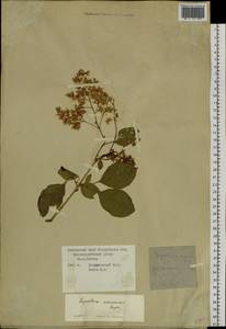 Syringa reticulata subsp. amurensis (Rupr.) P.S.Green & M.C.Chang, Siberia, Russian Far East (S6) (Russia)