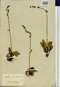Micranthes hieraciifolia (Waldst. & Kit.) Haw., Siberia, Altai & Sayany Mountains (S2) (Russia)