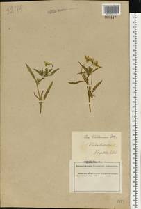 Viola tricolor L., Eastern Europe, Central forest-and-steppe region (E6) (Russia)