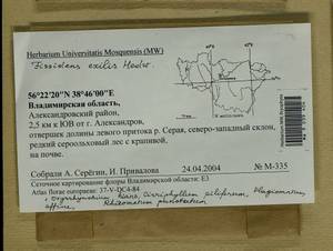 Fissidens exilis Hedw., Bryophytes, Bryophytes - Middle Russia (B6) (Russia)