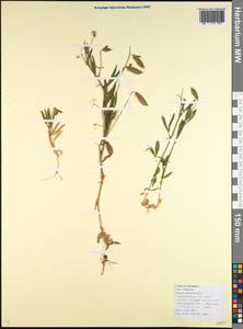 Lathyrus hirsutus L., Caucasus, Krasnodar Krai & Adygea (K1a) (Russia)