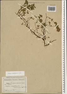 Thymus nummularius M.Bieb., Caucasus, Abkhazia (K4a) (Abkhazia)