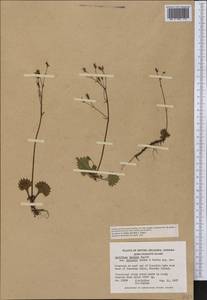 Micranthes lyallii subsp. hultenii (Calder & Savile) Elven & D.F.Murray, America (AMER) (Canada)