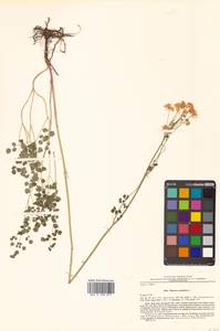 Thalictrum petaloideum L., Siberia, Russian Far East (S6) (Russia)