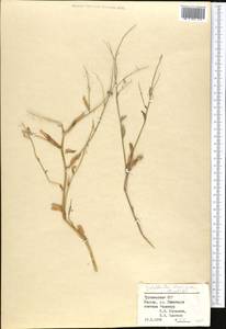 Goldbachia laevigata (M.Bieb.) DC., Middle Asia, Kopet Dag, Badkhyz, Small & Great Balkhan (M1) (Turkmenistan)