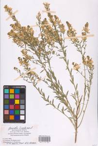 Genista tinctoria L., Eastern Europe, Lower Volga region (E9) (Russia)