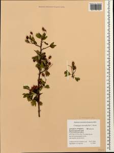 Crataegus microphylla C. Koch, Caucasus, Black Sea Shore (from Novorossiysk to Adler) (K3) (Russia)