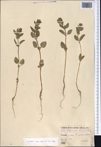 Lallemantia royleana (Benth.) Benth., Middle Asia, Karakum (M6) (Turkmenistan)