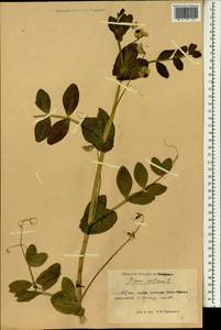 Lathyrus oleraceus Lam., South Asia, South Asia (Asia outside ex-Soviet states and Mongolia) (ASIA) (China)