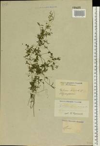 Galium uliginosum L., Eastern Europe, Moscow region (E4a) (Russia)