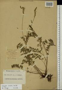 Onobrychis arenaria (Kit.) DC., Eastern Europe, Eastern region (E10) (Russia)