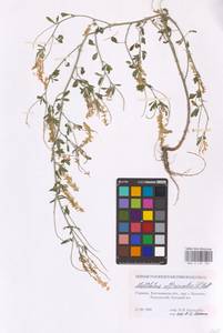 Melilotus officinalis (L.) Lam., Eastern Europe, South Ukrainian region (E12) (Russia)