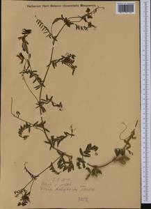 Vicia villosa subsp. varia (Host)Corb., Western Europe (EUR) (Croatia)