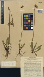 Pilosella dubia (L.) F. W. Schultz & Sch. Bip., Eastern Europe, North-Western region (E2) (Russia)