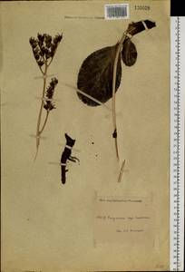 Bergenia crassifolia (L.) Fritsch, Siberia, Baikal & Transbaikal region (S4) (Russia)