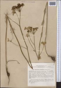 Hyalolaena trichophylla (Schrenk) Pimenov & Kljuykov, Middle Asia, Dzungarian Alatau & Tarbagatai (M5) (Kazakhstan)