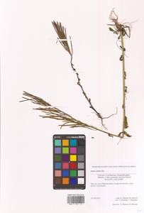 Turritis stelleri (DC.) V.I.Dorof., Siberia, Russian Far East (S6) (Russia)