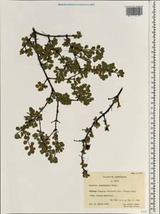 Lonicera tangutica Maxim., South Asia, South Asia (Asia outside ex-Soviet states and Mongolia) (ASIA) (China)