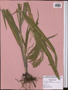 Panicum miliaceum L., Eastern Europe, Central region (E4) (Russia)