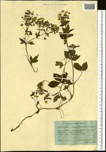 Potentilla cryptotaeniae Maxim., Siberia, Russian Far East (S6) (Russia)