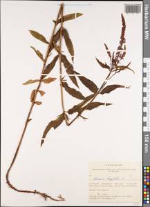 Veronica longifolia L., Siberia, Western (Kazakhstan) Altai Mountains (S2a) (Kazakhstan)