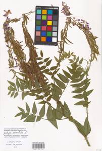 Galega orientalis Lam., Eastern Europe, Moscow region (E4a) (Russia)